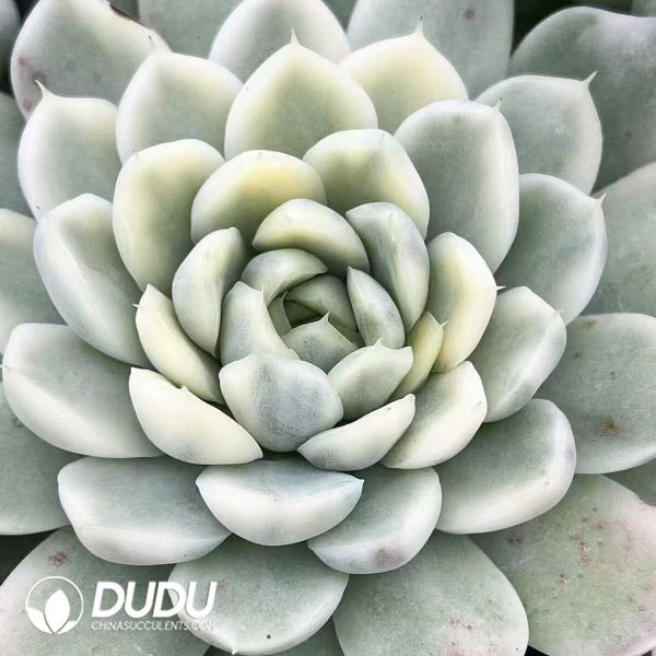e201-526.jpg Echeveria Moon Shadow Fairy Variegated - Image 1