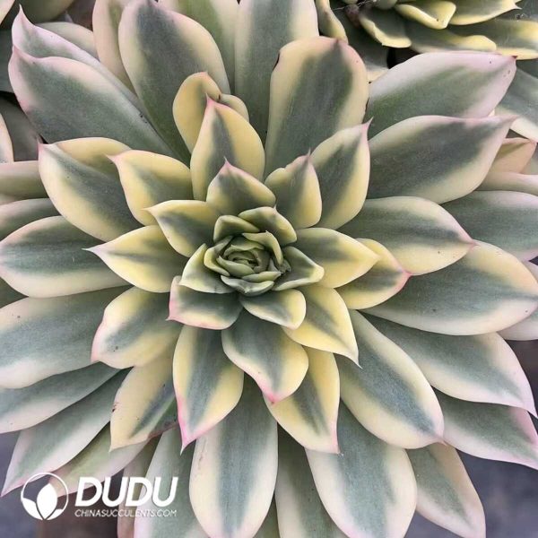 e201-527.jpg Echeveria Ocean Waves Variegated - Image 1