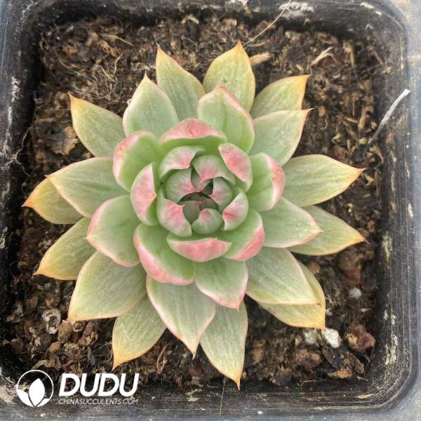 e201-528.jpg Echeveria Agavoides Silky Variegated - Image 1