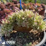 Aeonium Confession Cristata