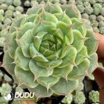 Echeveria Indifferent Young Man