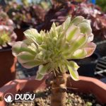 Aeonium Confession Grafted Cristata