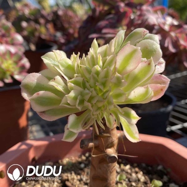 e201-530.jpg Aeonium Confession Grafted Cristata - Image 1