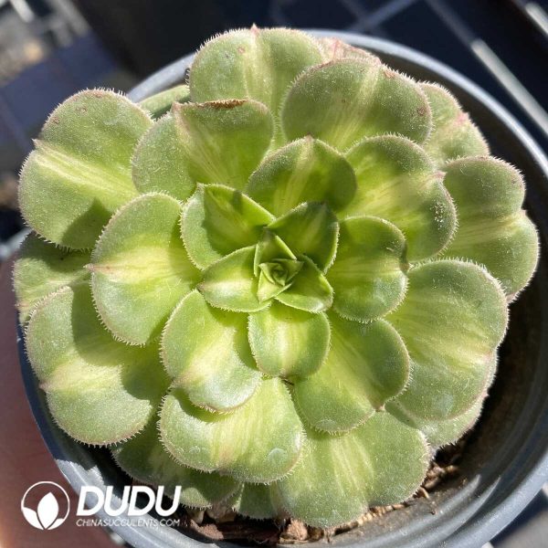 e201-531.jpg Aeonium Jadeite Glass Wide Variegated - Image 1