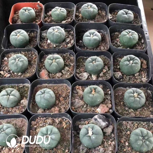 Cactus Small Lophophora williamsii - Image 1