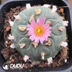 Cactus Lophophora Fricii