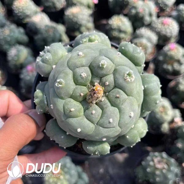 Cactus Lophophora Fricii Big Cluster - Image 1