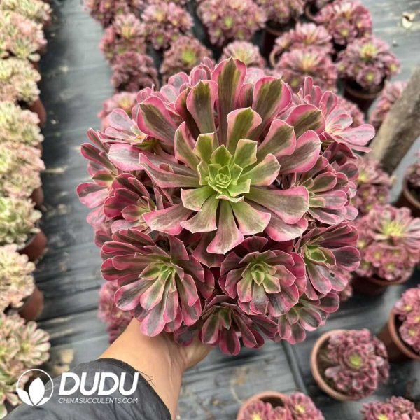 Aeonium Taoyao Clustering - Image 1