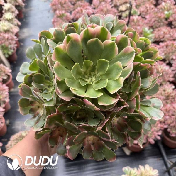 Aeonium Xiangfei Clustering - Image 1