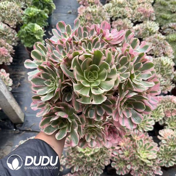 Aeonium Green Apple Clustering - Image 1