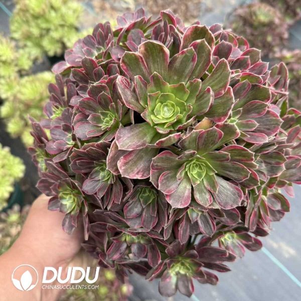 Aeonium Anna Clustering - Image 1