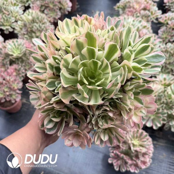 Aeonium Yanyu Clustering - Image 1