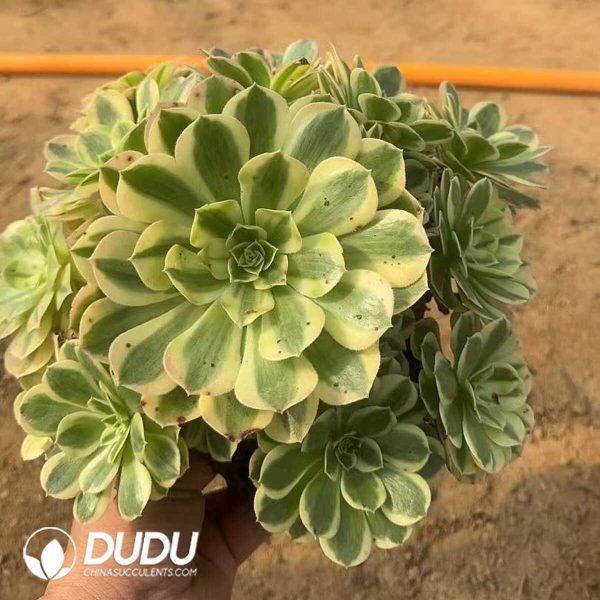 Aeonium Yuzi Clustering - Image 1