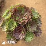 Aeonium Flower Moon Night Clustering