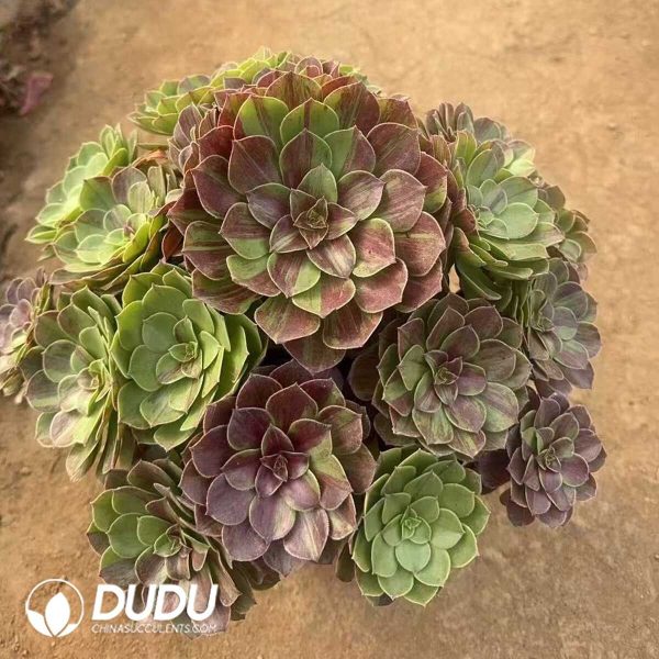 Aeonium Flower Moon Night Clustering - Image 1