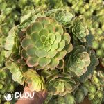 Aeonium Milk White Variegated Clustering