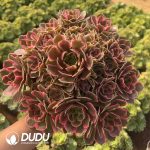 Aeonium Female Demon Clustering
