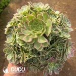 Aeonium Honey Peach Clustering