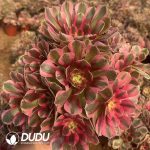 Aeonium Pink Girl Clustering