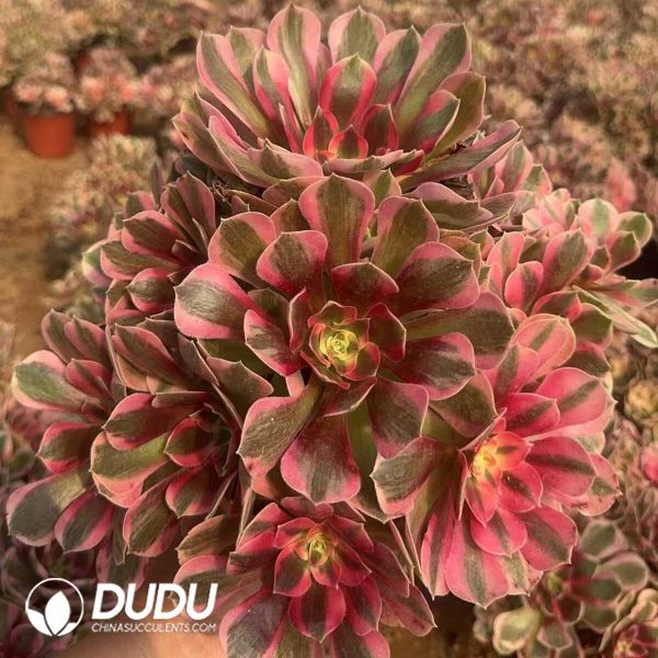 Aeonium Pink Girl Clustering - Image 1
