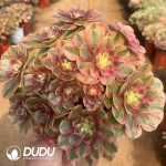 Aeonium Cloud Clustering