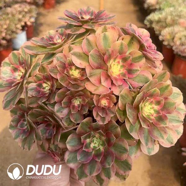 Aeonium Cloud Clustering - Image 1