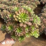 Aeonium Shaohua Clustering