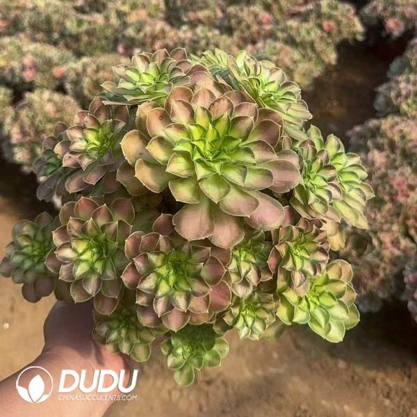 Aeonium Shaohua Clustering - Image 1