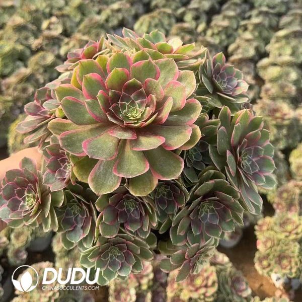 Aeonium Pink Flower Demon Clustering - Image 1