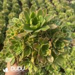 Aeonium Golden Lime Clustering