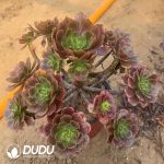 Aeonium Firework Clustering