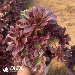 Aeonium Cloud Veil Clustering