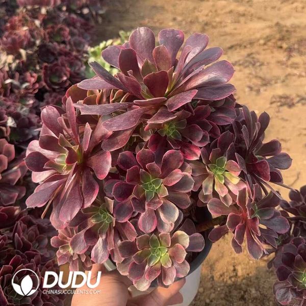 Aeonium Cloud Veil Clustering - Image 1