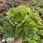 Aeonium Xinia Clustering