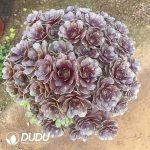 Aeonium Red Demon Clustering