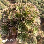 Aeonium White Phoenix Clustering