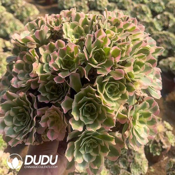 Aeonium White Phoenix Clustering - Image 1