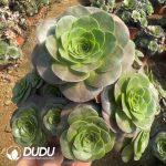 Aeonium Charming Gold Rose Clustering