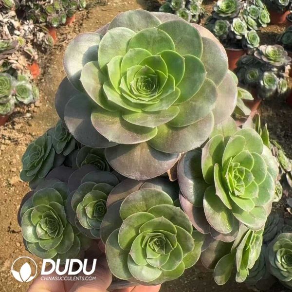 Aeonium Charming Gold Rose Clustering - Image 1