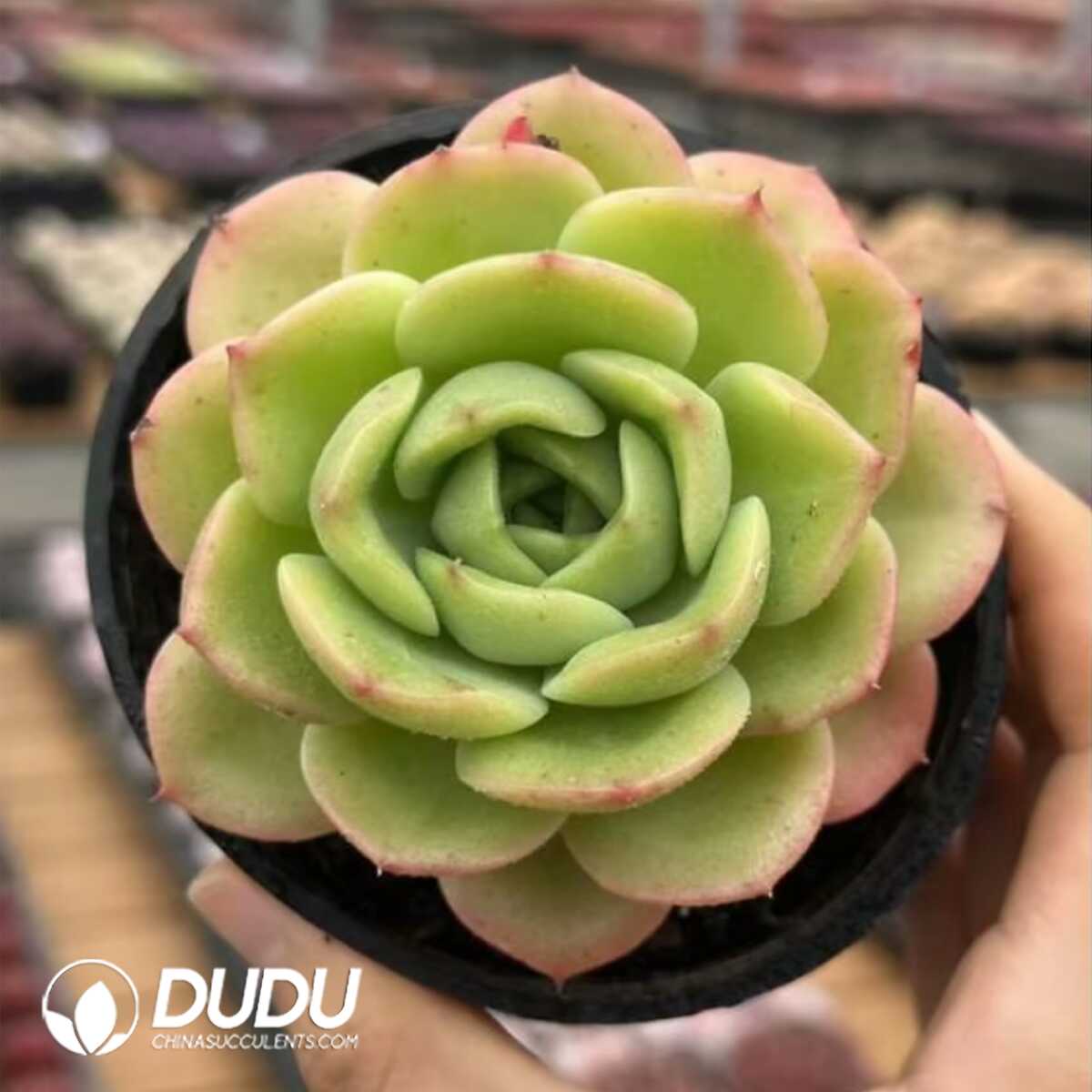 e201-56.jpg Echeveria Peach Pride - Image 1