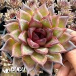 Echeveria Xuanqiao
