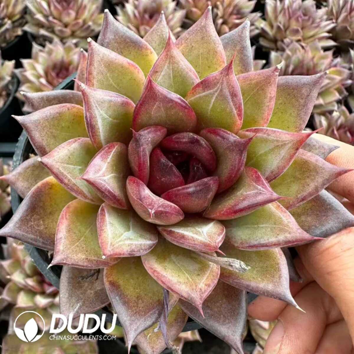 e201-57.jpg Echeveria Xuanqiao - Image 1