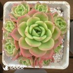 Echeveria Peach Pride Clustering
