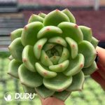 Echeveria Leafhopper