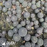 (Seed Grown)Gymnocalycium Ragonesei Seedlings 100 pcs