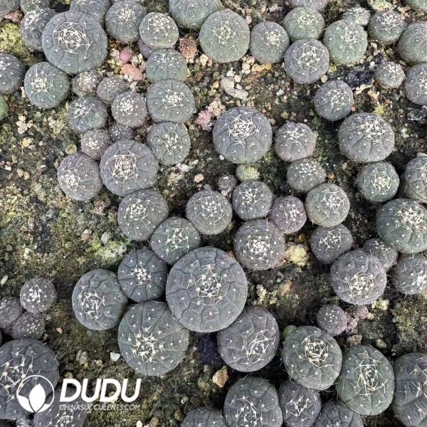 e201-6.jpg (Seed Grown)Gymnocalycium Ragonesei Seedlings 100 pcs - Image 1