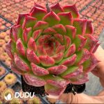 Echeveria Pineapple Cake