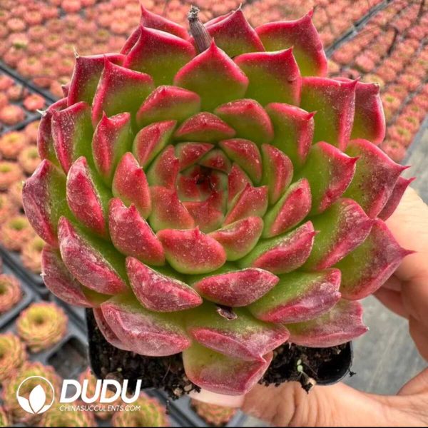 Echeveria Pineapple Cake - Image 1