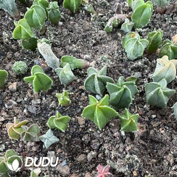 (Seed Grown)Astrophytum Myriostigma Seedlings 100 pcs - Image 1