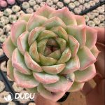Echeveria Cigar